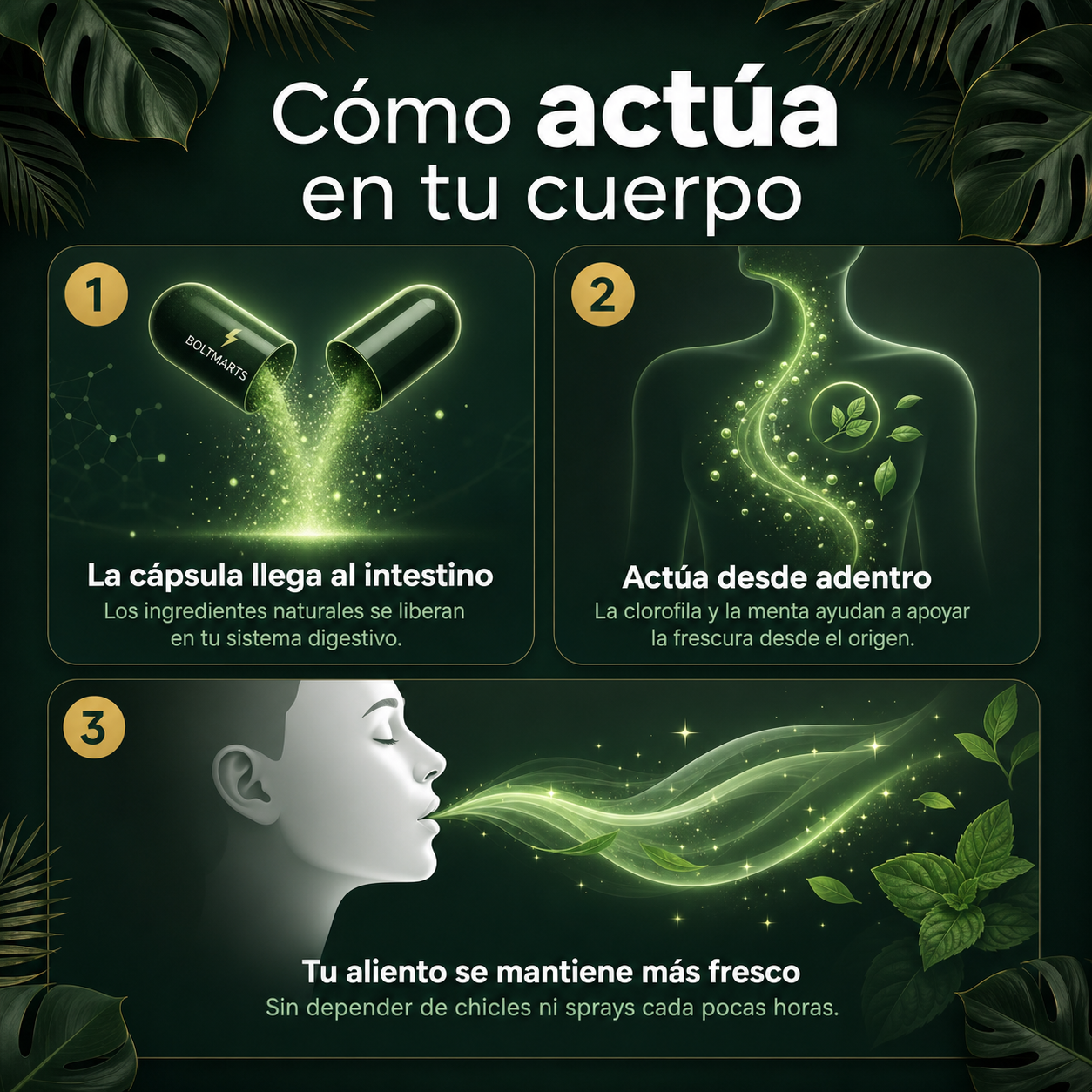 Infografía de cómo actúa BoltMarts Aliento Fresco desde el sistema digestivo